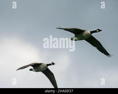 Kanadagänse fliegen über Ambleside, Lake District, Großbritannien. Stockfoto