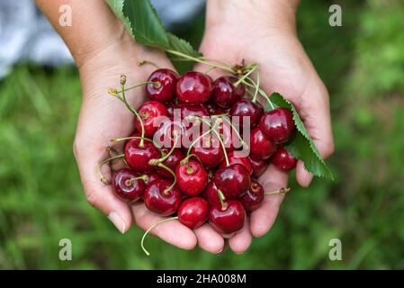 Frauenhände, die frisch gepflückte Kirschen halten Stockfoto