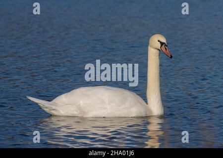 Weißer stummer Schwan, der auf einem See schwimmend ist Stockfoto