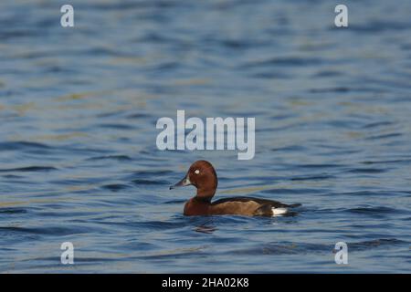 Eisenhaltige Ente oder eisenhaltige Pochard (Aythya nyroca) in Kheda, Gujarat, Indien Stockfoto