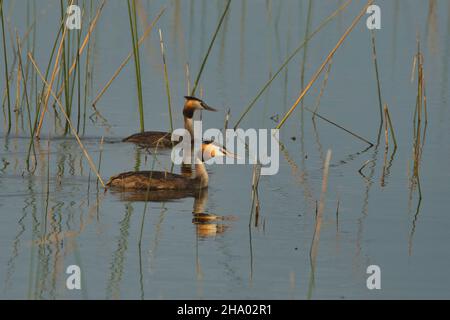 Ein Paar von Großkrebsen (Podiceps cristatus), die in einem Feuchtgebiet in Gujarat, Indien, auf Nahrungssuche gehen Stockfoto