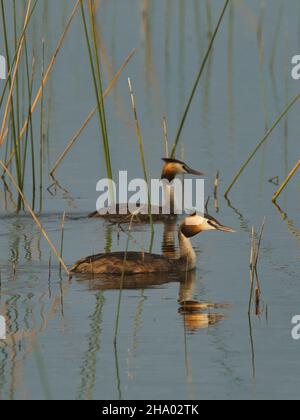 Ein Paar von Großkrebsen (Podiceps cristatus), die in einem Feuchtgebiet in Gujarat, Indien, auf Nahrungssuche gehen Stockfoto