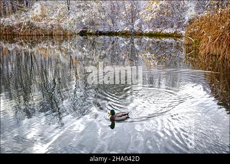 Enten schwimmen wunderschön auf einem Wintersee Stockfoto