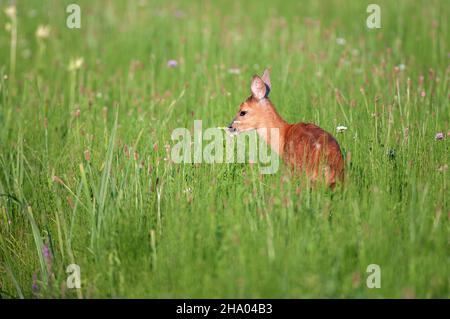 Während der Sommersaison weiden Rehe-Jungtiere im Grasland Stockfoto