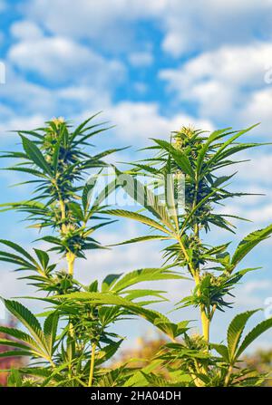 Zwei Cannabispflanzen im Blühstadium, die im Freien wachsen und blauer Himmel im Hintergrund Stockfoto