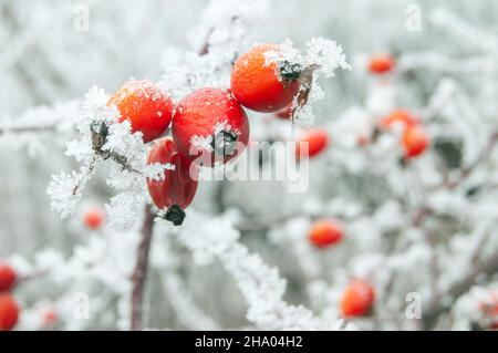 Rote Hüften eines Hundes Rosenstrauch, bedeckt mit Frost Stockfoto