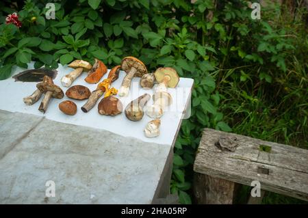 Die gesammelten essbaren Pilze liegen auf dem Tisch im Dorfhof. Stockfoto
