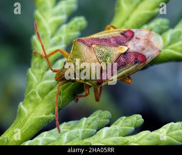 Wacholder-Shieldbug (Cyphostethus tristriatus), der auf Zypressenblättern ruht. Tipperary, Irland Stockfoto