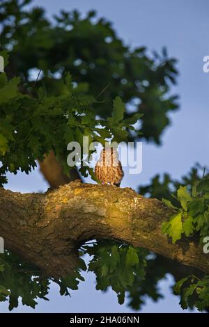 Die kleine Eule (Athene noctua) thront in Eichenholz und sitzt in der Abenddämmerung im Sommer auf einem dicken Ast Stockfoto