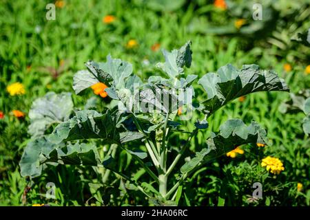 Große Gruppe von frischen grünen Blättern von Grünkohl oder Blattkohl in einem Bio-Garten, mit kleinen Wassertropfen an einem regnerischen Sommertag, schöne Outdoor-Monoch Stockfoto