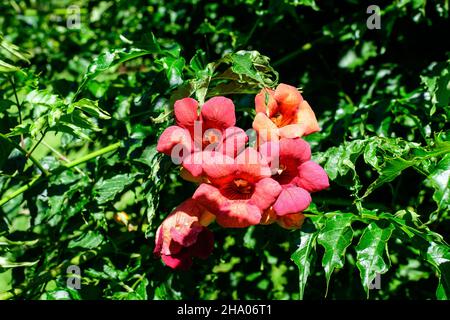 Viele leuchtend orange rote Blüten und grüne Blätter der Campsis radicans Pflanze, allgemein bekannt als Trompetenrebe oder Kriechgang, Kuhjucken oder Kolibri-Rebe, Stockfoto