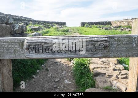 Milecastle 39, alte Mauer, Hadrianmauer, nahe, der Sycamore Gap Tree oder Robin Hood Tree ist ein Platanenbaum, der neben Hadrians Wall in der Nähe von Crag Lough in Northumberland, England, steht. Es befindet sich in einem dramatischen Sprung in die Landschaft und ist ein beliebtes fotografisches Motiv, das als einer der meistfotografierten Bäume des Landes bezeichnet wird. Seinen alternativen Namen leitet es von einer prominenten Szene im Film Robin Hood: Prince of Thieves aus dem Jahr 1991 ab. Der Baum wurde 2016 mit dem England Tree of the Year Award ausgezeichnet. Hadrians Wall, Northumberland, Engl Stockfoto