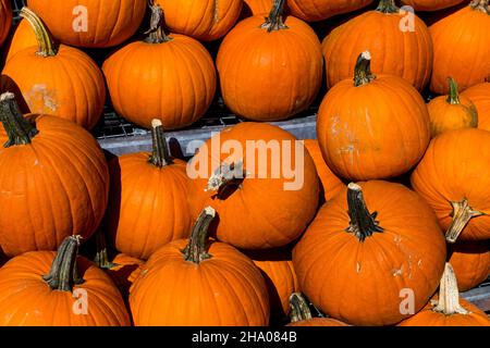 Frische Kürbisse zum Verkauf vor einem Supermarkt in Montreal, Quebec, Kanada Stockfoto