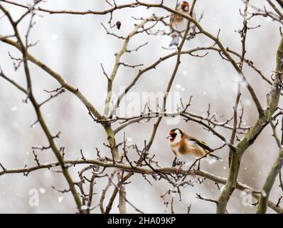 Schnee fällt auf einen Goldfinken, Carduelis carduelis in einem Garten in Ambleside, Lake District, Großbritannien. Stockfoto