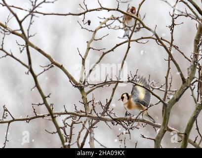 Schnee fällt auf einen Goldfinken, Carduelis carduelis in einem Garten in Ambleside, Lake District, Großbritannien. Stockfoto