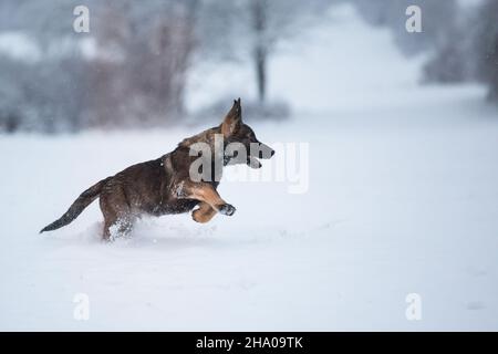 Deutscher Schäferhund Welpe (Elsässer) läuft im Schnee Stockfoto