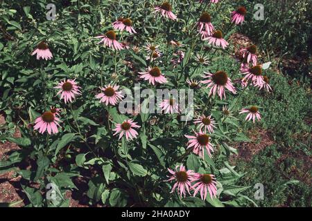 Gesunde Echinacea blüht im Apothekergarten. Blühende Koneblümchen Heilpflanze. Kräutermedizin. Stockfoto