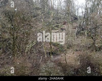 Bäume, die durch den Schnee in Ambleside gesehen werden, werden von Storm Arwen, einem extrem mächtigen Sturm, der enorme Schäden und Verluste an Menschenleben verursachte, in einem Wald überwehen. Stockfoto