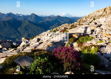 WA19855-00...WASHINGTON - Rosa Heidekraut blüht auf den felsigen Hängen des Mount Pilchuck mit Blick auf die North Cascades dahinter. Stockfoto