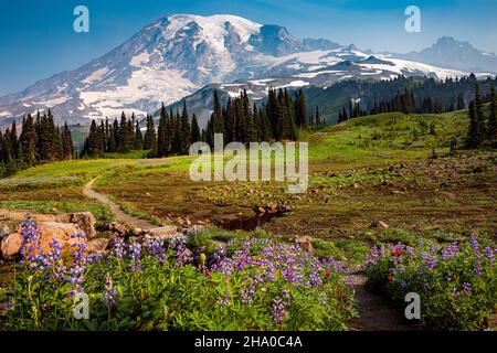 WA19875-00...WASHINGTON - Lupine und Pinsel blühen auf einer offenen Wiese in der Nähe von Paradise im Mount Rainier National Park. Stockfoto