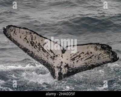 Ein Fressrausch von Buckelwalen, Megaptera novaeangliae, die sich auf Krill vor der südlichen Orkney-Insel in der Antarktis ernähren Stockfoto