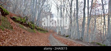 Waldweg im Herbstwald. Buchenwald. Spätherbst. Blätter auf dem Boden und Moos. Stockfoto