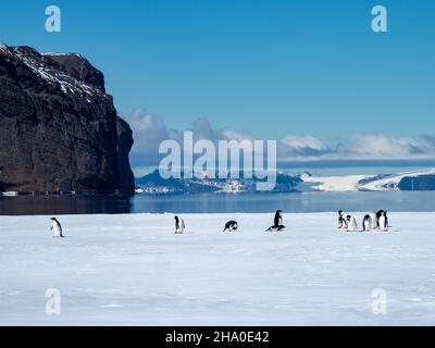 Adelie Penguin, Pygoscelis adeliae und Gentoo Penguin, Pygoscelis papua, auf dem schnellen Eis von Duse Bay, Weddellmeer, Antarktische Halbinsel, Antarktis Stockfoto