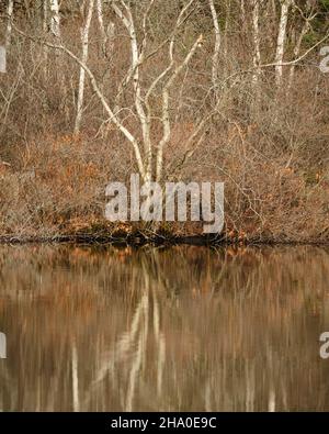 Seeufer mit mehreren Baumstämmen von Birken, die aus dem braunen Laubbusch des Herbstes mit perfekter Reflexion im Wasser aufsteigen Stockfoto