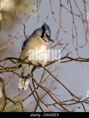 Blue Jay Vogel Nahaufnahme in der Wintersaison mit verschwommenem blauen Himmel und Zweigen Hintergrund in seiner Umgebung und Lebensraum Umgebung thront. Stockfoto