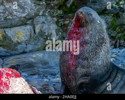 Eine blutige männliche antarktische Pelzrobbe, Arctocephalus gazella, nach einem Kampf am Ufer der Südgeorgien-Insel Stockfoto