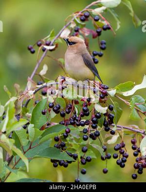 Cedar Waxwing thront auf einem Obstbaumzweig mit Seitenansicht mit einem verschwommenen grünen Blätter Hintergrund in seiner Umgebung und Lebensraum. Wachsfigurenkabinett. Stockfoto