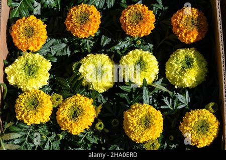 Große Gruppe von orangefarbenen Tageten oder afrikanischen Ringelblumen in einem Garten in einem sonnigen Sommergarten, strukturierte floralen Hintergrund mit weichen fo fotografiert Stockfoto