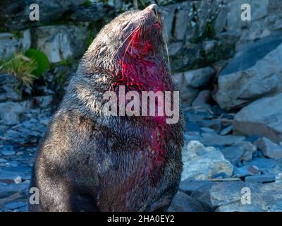 Eine blutige männliche antarktische Pelzrobbe, Arctocephalus gazella, nach einem Kampf am Ufer der Südgeorgien-Insel Stockfoto