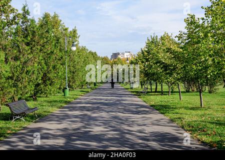 Landschaft mit grauen Gassen und großen grünen Eichen und Gras an einem sonnigen Herbsttag im Parcul Izvor (Izvor Park) in Bukarest, Rumänien Stockfoto