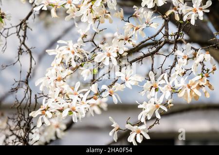 Viele zarte weiße Magnolien blühen in voller Blüte auf Baumzweigen, in einem Garten an einem sonnigen Frühlingstag, schöner Blumenhintergrund im Freien Stockfoto