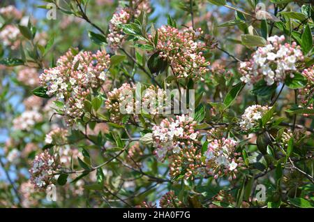 Strauch mit vielen zarten weißen Blüten der Viburnum carlesii-Pflanze, die allgemein als arrowwood oder koreanisches Gewürz Viburnum bekannt ist, in einem Garten in einem sonnigen Frühling Stockfoto