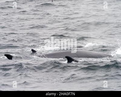 Finnwale, Balaenoptera physalus, ernähren sich von Krill vor der Südinsel Orkney in der Antarktis Stockfoto