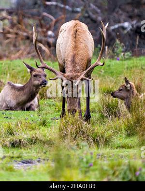 Elchfamilie auf dem Feld mit einem verschwommenen Waldhintergrund in ihrer Umgebung und Umgebung. Männliches Tier. Weibliches Tier. Baby Animal. Stockfoto