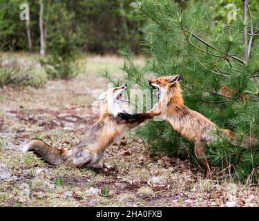 Füchse traben, spielen, kämpfen, feigen, interagieren mit einem Konfliktverhalten in ihrer Umgebung und ihrem Lebensraum mit einem Kiefernbaum Äste. Stockfoto