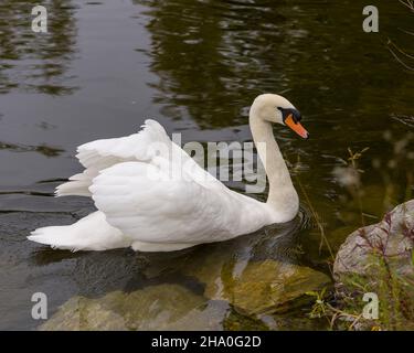 Schwan Mute Vogel schwimmen mit ausgebreiteten weißen Flügeln mit Wasser Hintergrund in seiner Umgebung und Lebensraum Umgebung. Hochformat. Bild. Stockfoto