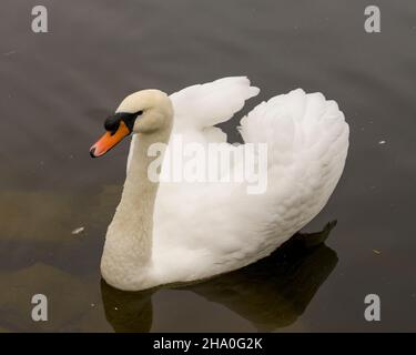 Schwan Mute Vogel schwimmen mit ausgebreiteten weißen Flügeln mit Wasser Hintergrund in seiner Umgebung und Lebensraum Umgebung. Hochformat. Bild. Stockfoto