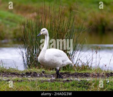 Nahaufnahme des Tundra Swan-Profils am Wasser und Darstellung des weißen Engelsgefieders in seiner Umgebung und Umgebung mit einem verwackerten Blattrückstand Stockfoto