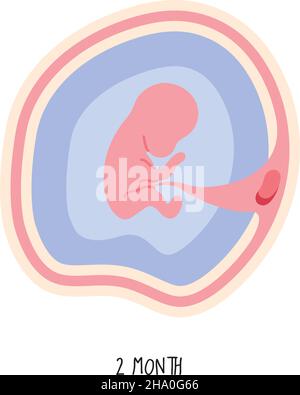 Symbol für die Entwicklung des Embryos im zweiten Monat Stock Vektor