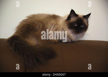 Wunderschöne pelzige Ragdoll-Katze auf braunem Sofa Stockfoto