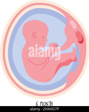 Symbol für die Entwicklung des Embryos im sechsten Monat Stock Vektor