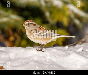 Weiß gekrönte Spatzen-weibliche Nahaufnahme, die auf Schnee thront, mit unscharfem Hintergrund in seiner Umgebung und seinem Lebensraum, mit braunem Federgefieder. Stockfoto