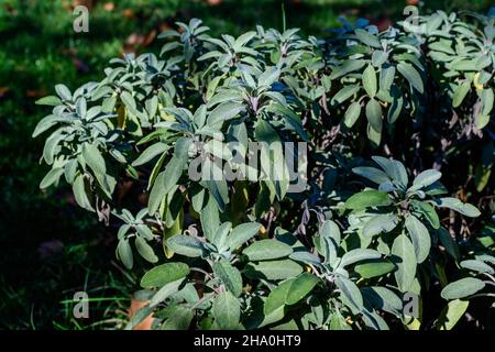 Monochromer Hintergrund mit großen immergrünen Blättern des Salvia officinalis-Strauches, bekannt als gewöhnlicher oder kulinarischer Salbei in einem Garten an einem sonnigen Herbsttag Stockfoto