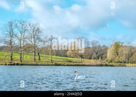 Ein weißer stummer Schwan, Cygnus olor, schwimmt in einem Teich auf Hampstead Heath, London. Stockfoto