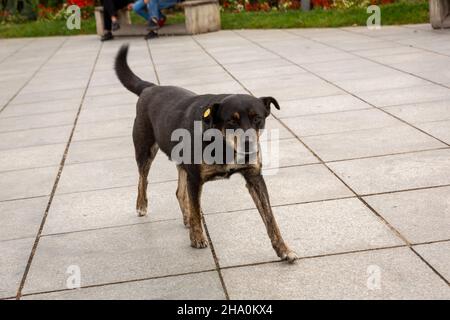 Ein zotteliger Hund mit mehrfarbigem Fell liegt auf den Granitplatten und genießt das Leben. Stockfoto