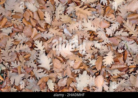 Herbstliche Blätter fallen im Wald. Brauner Herbsthintergrund. Herbstpark oder Wald. Verschiedene Brauntöne. Stockfoto
